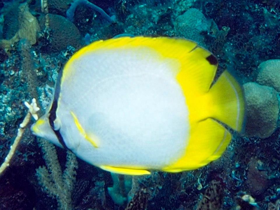 John Kotovsky's album, More Little Cayman 10-12