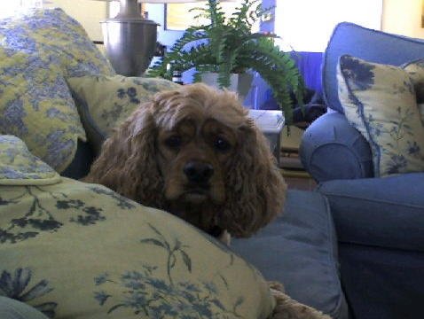 Jeff Main's album, Daisy and Ginger