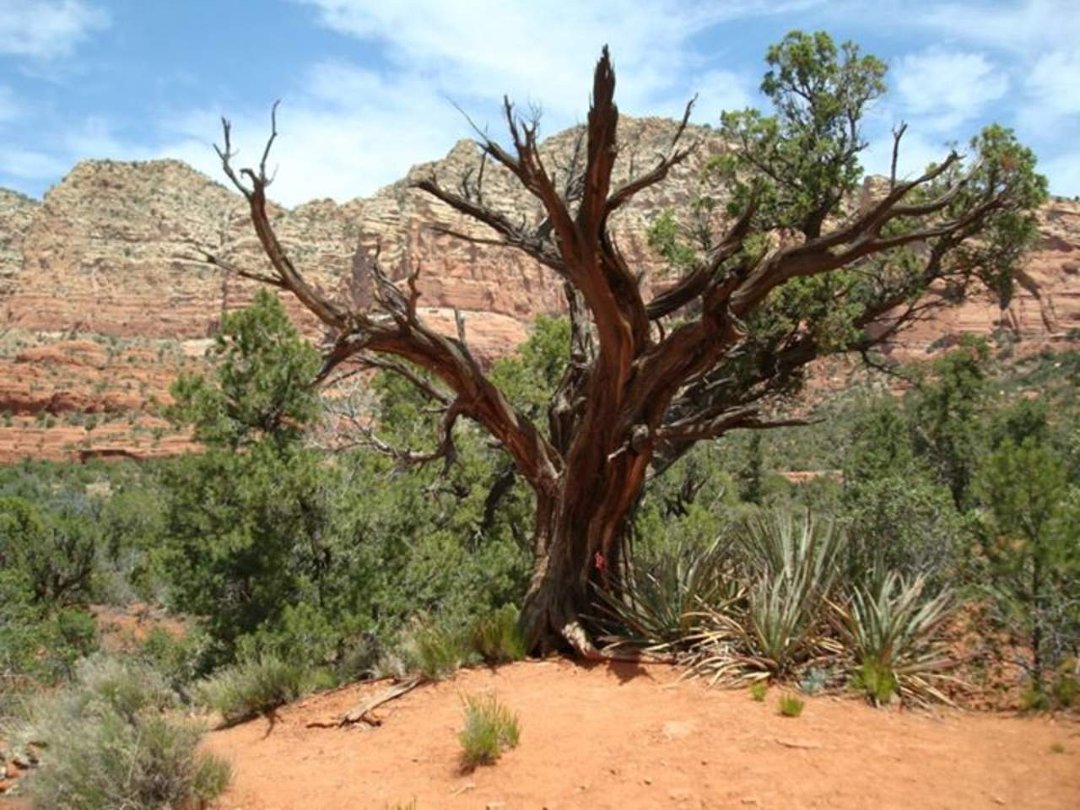 Steven Dasinger's album, Arizona - April/May 2013