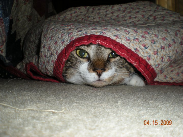 Kristy Schumacher's album, my furry friends