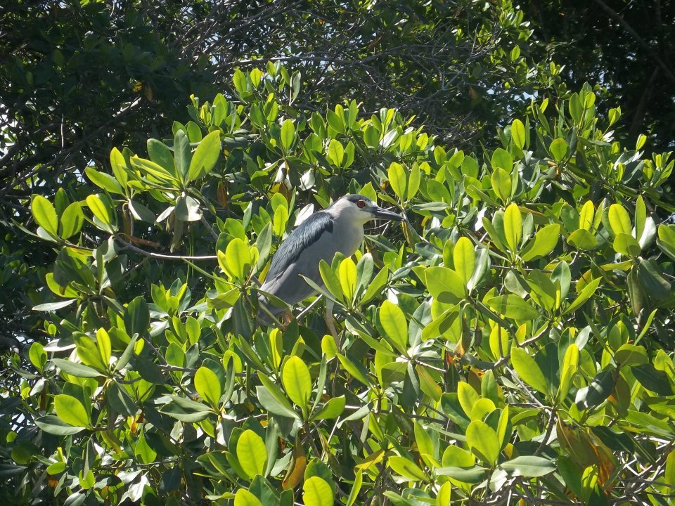 Amanda Bishop's album, Jamaica May 2012