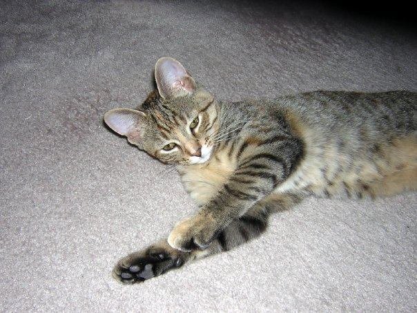 Curtis Lloyd's album, Pets