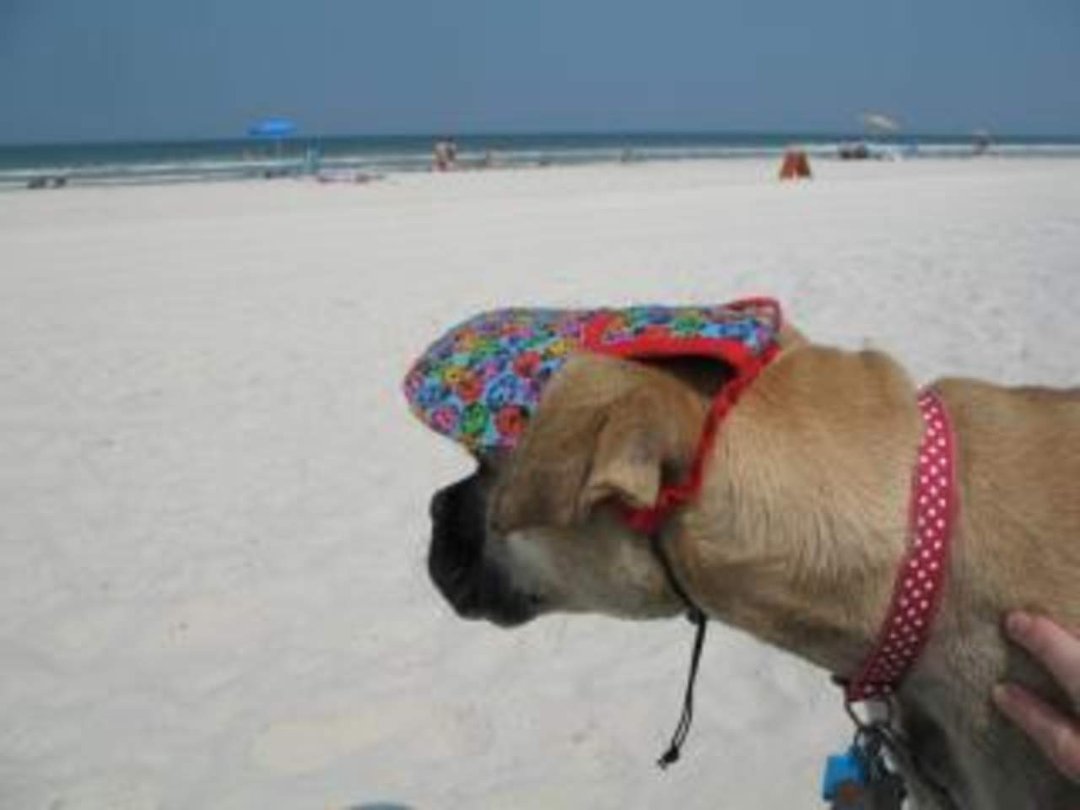 Vicki Waldren's album, A day at the Beach