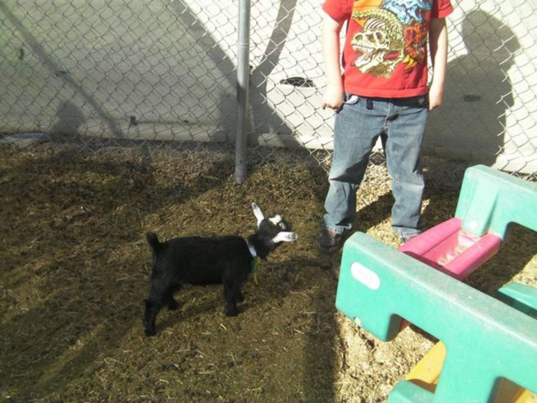 Terri Ellert's album, Baby Goats