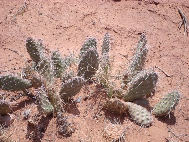 David Strong's album, MoabTrip