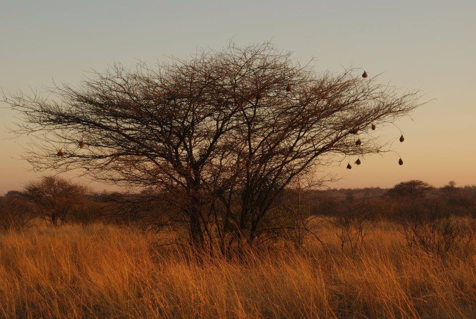 Greg Roworth's album, Kalahari