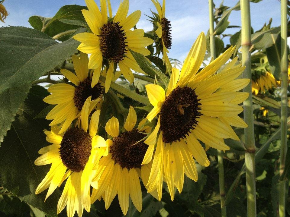 Michael Martin's album, Suzies Farm Autumnal Equinox Dinner