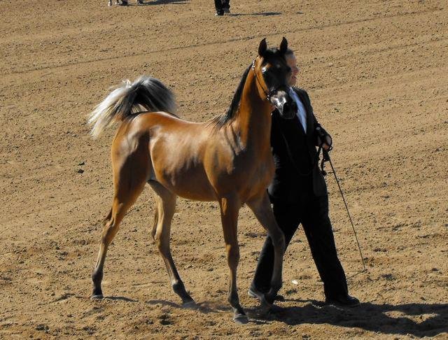 Janice Andersen's album, Arabian Horse Show 2013