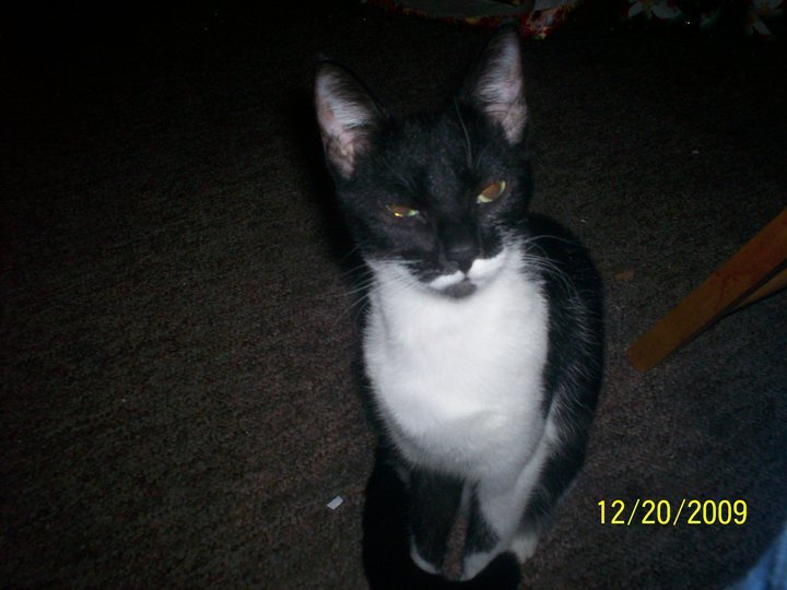James Rizer's album, My mom and I's pet's