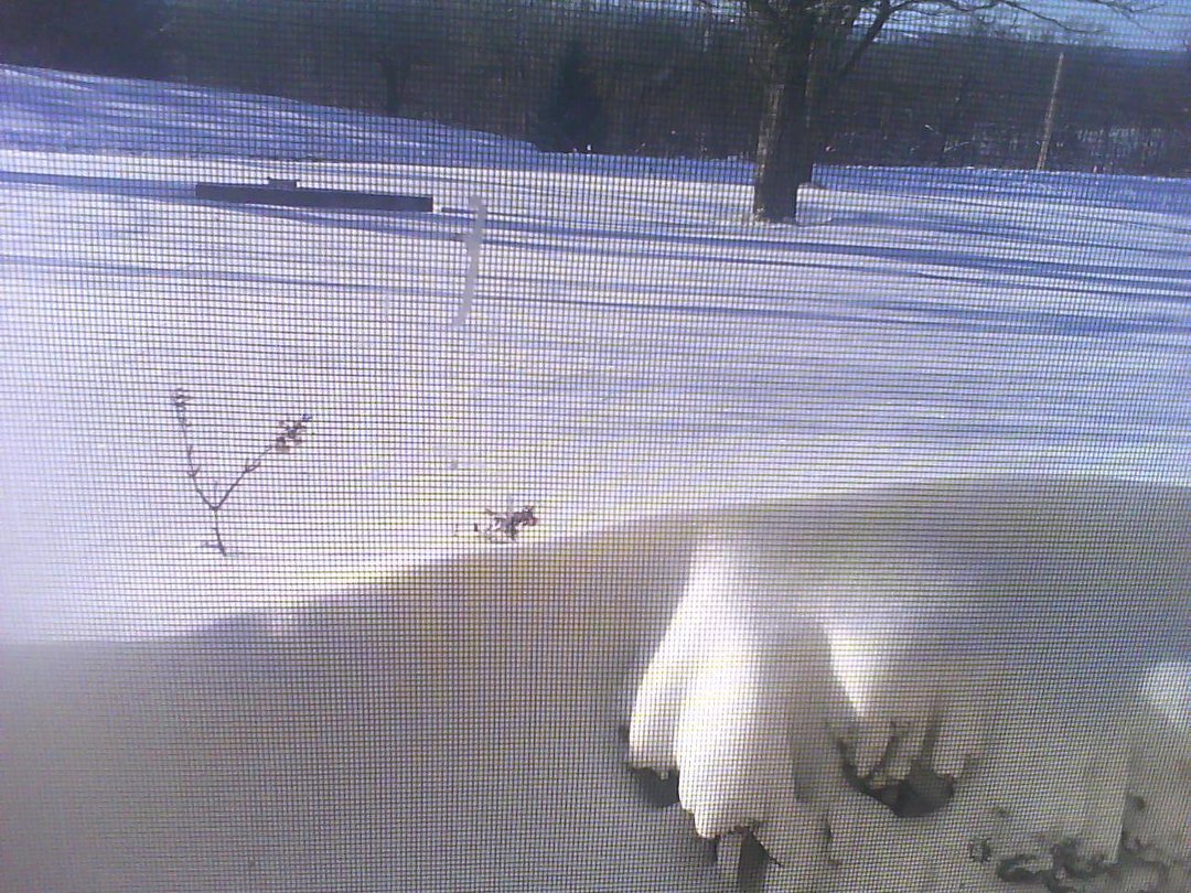 William Conner's album, February 2, 2011