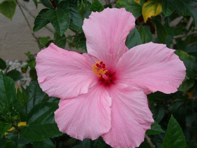 Shelly Masters' album, Mobile Uploads