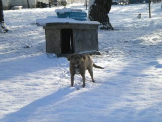 Crystal Hester's album, Mariah, Bragi, the kitties, and other random pics