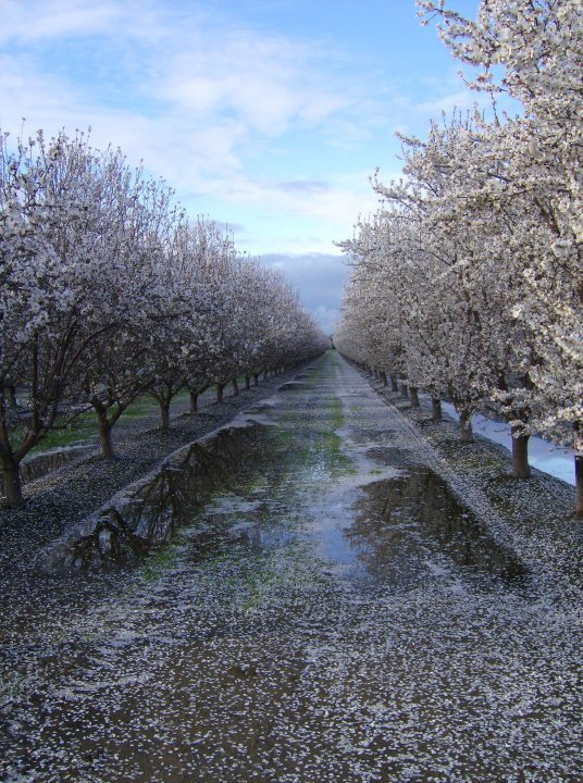 Patrick McGee's album, Blossom Trail