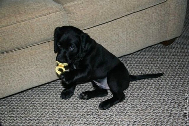 Michael Clarke's album, cutest puppies ever
