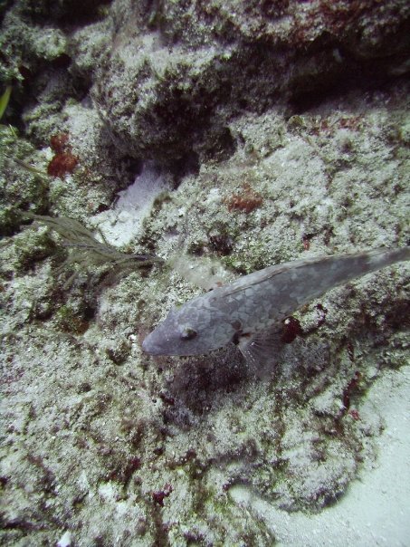 Tim Barker's album, Cozumel 4