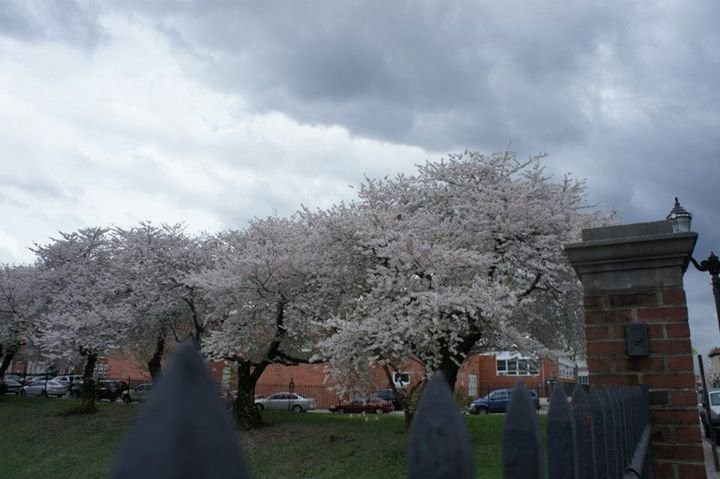 Vicky Chalk's album, Cherry blossoms in the Oval