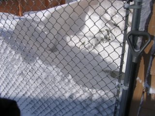 Gregory Sharp's album, blizz 2011