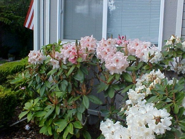 Barbara Kent's album, Yard Pictures