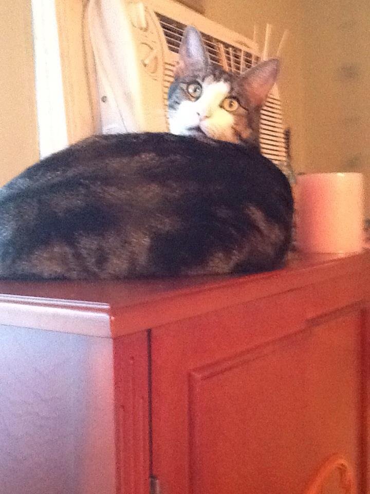 Carol Bechter's album, iOS Photos