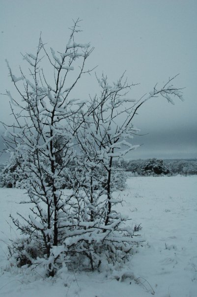 Jane Adams' album, Snowy Day 1-11-10