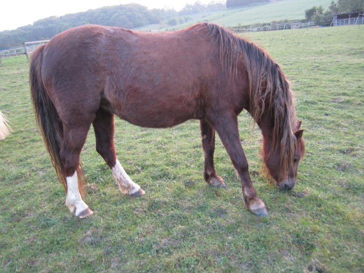 Catherine Phillips' album, Horses