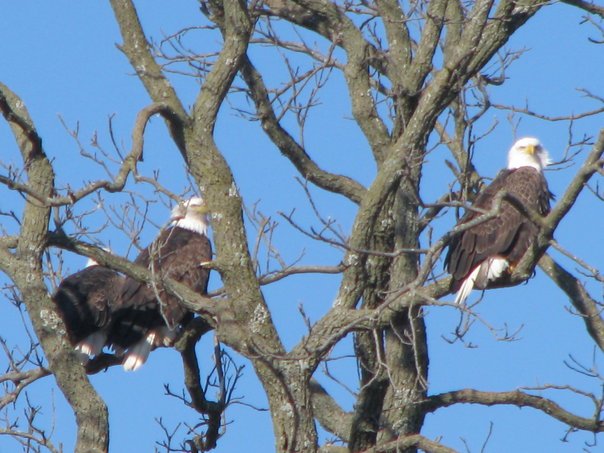 Joan Rainwater's album, The Bald Eagles of NW Arkansas