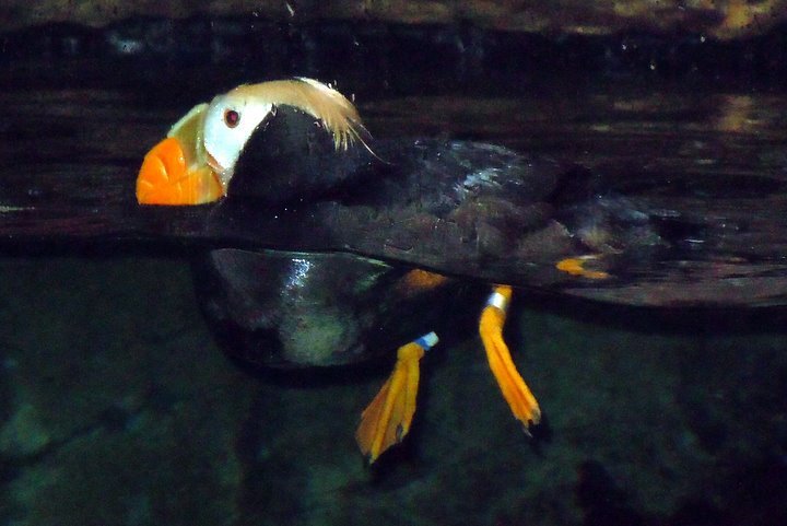 Sonia Lee's album, Sea World San Diego