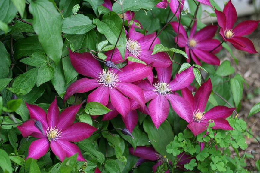 Floyd Parrish's album, May flowers