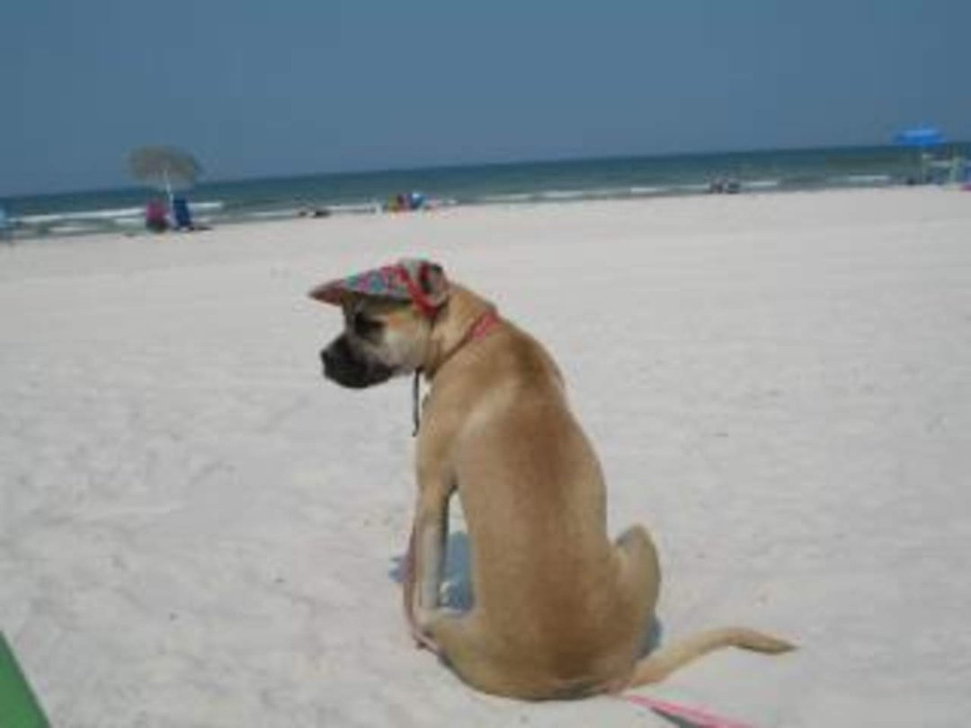 Vicki Waldren's album, A day at the Beach