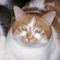 Kim Kopp's album, Profile Pictures