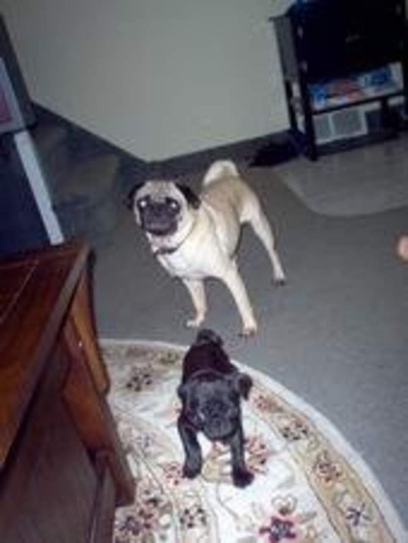 Jennifer Hawk's album, my dogs