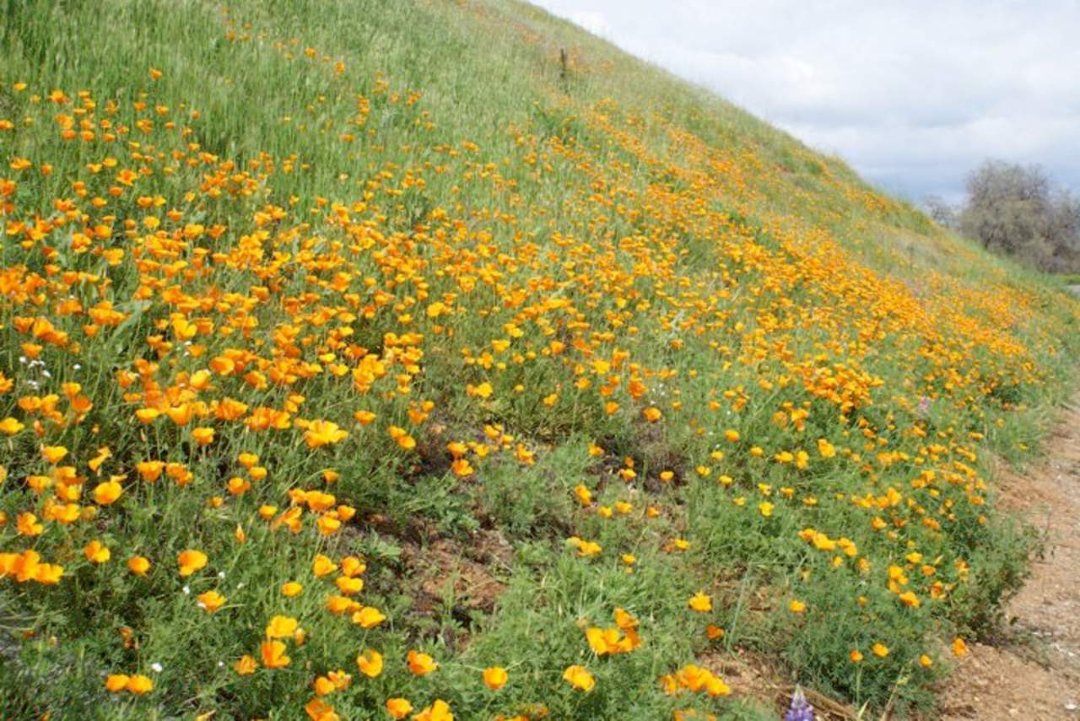 Patrick McGee's album, Blossom Trail