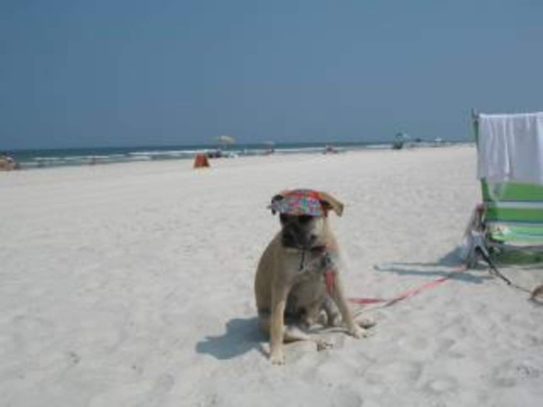 Vicki Waldren's album, A day at the Beach