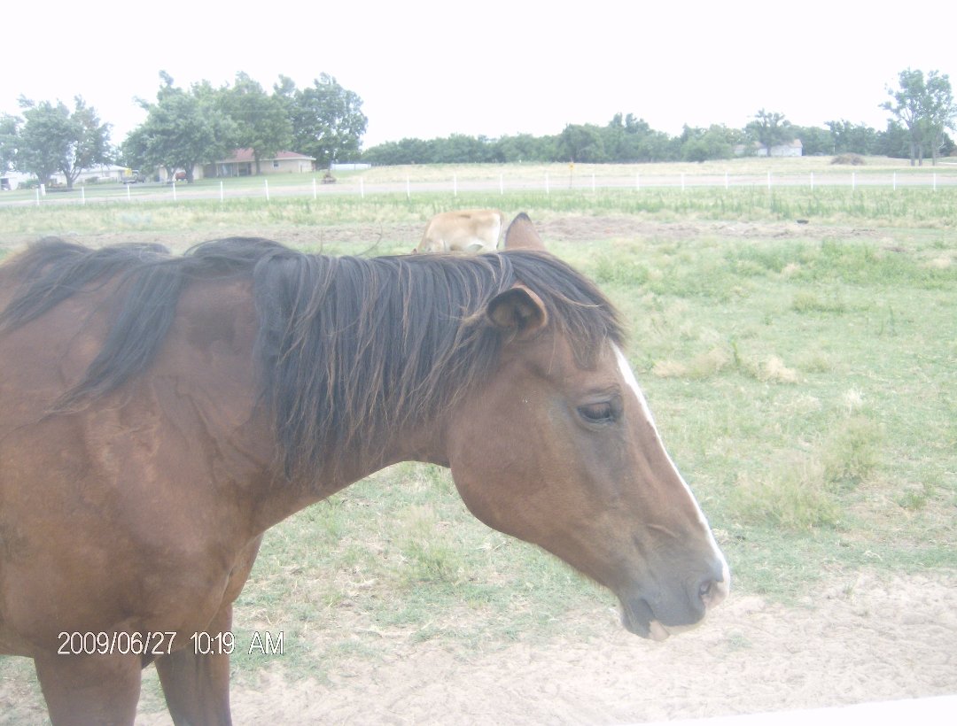 Harry Jacobs' album, some of our horses