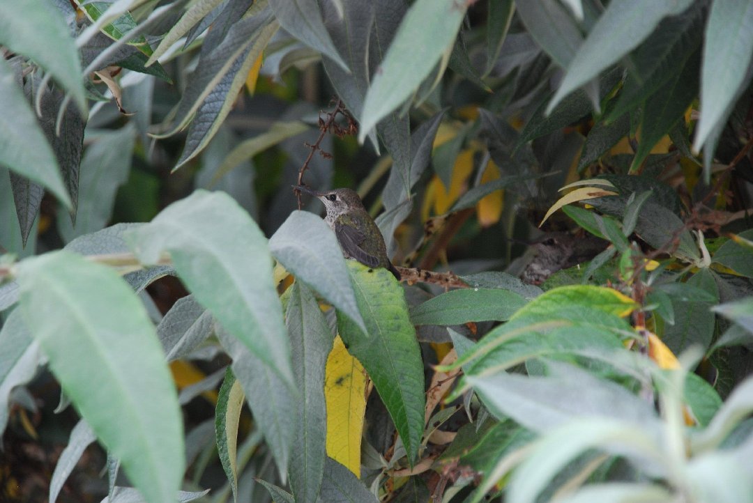 Heidi Hawkins' album, Hummingbird Nest