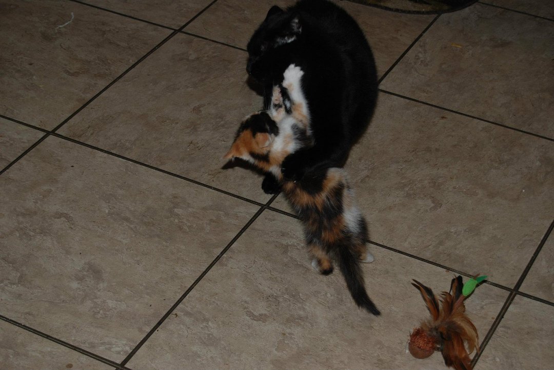 Cathy Chitwood's album, Mitzi Update