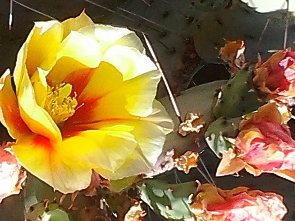 David White's album, Mobile Uploads