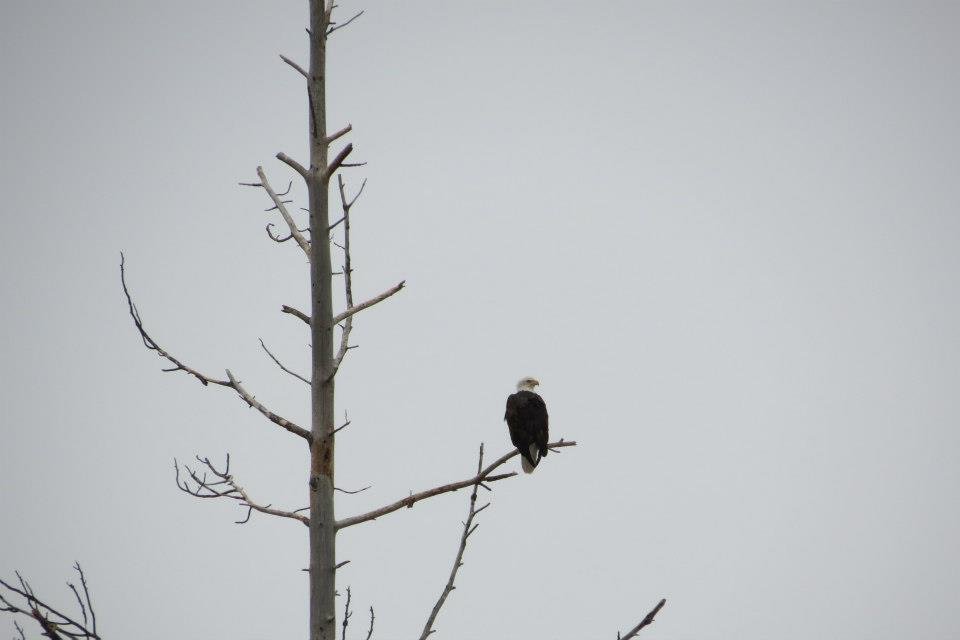 Donna Fladager's album, Lots of Wildlife