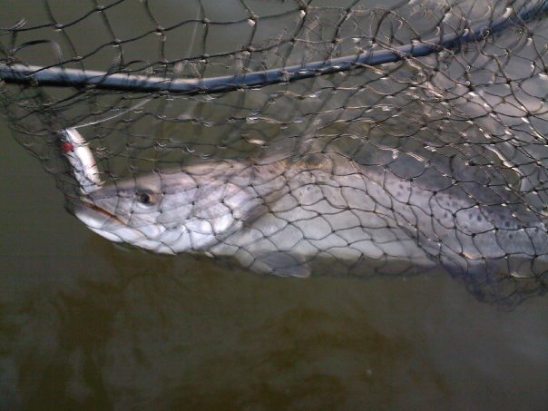 Ray Brackin's album, Fishin 2010