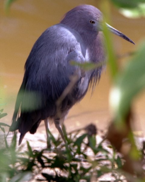 John James' album, Zoo Diego