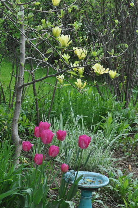 John Mahtab's album, Garden June, 2011