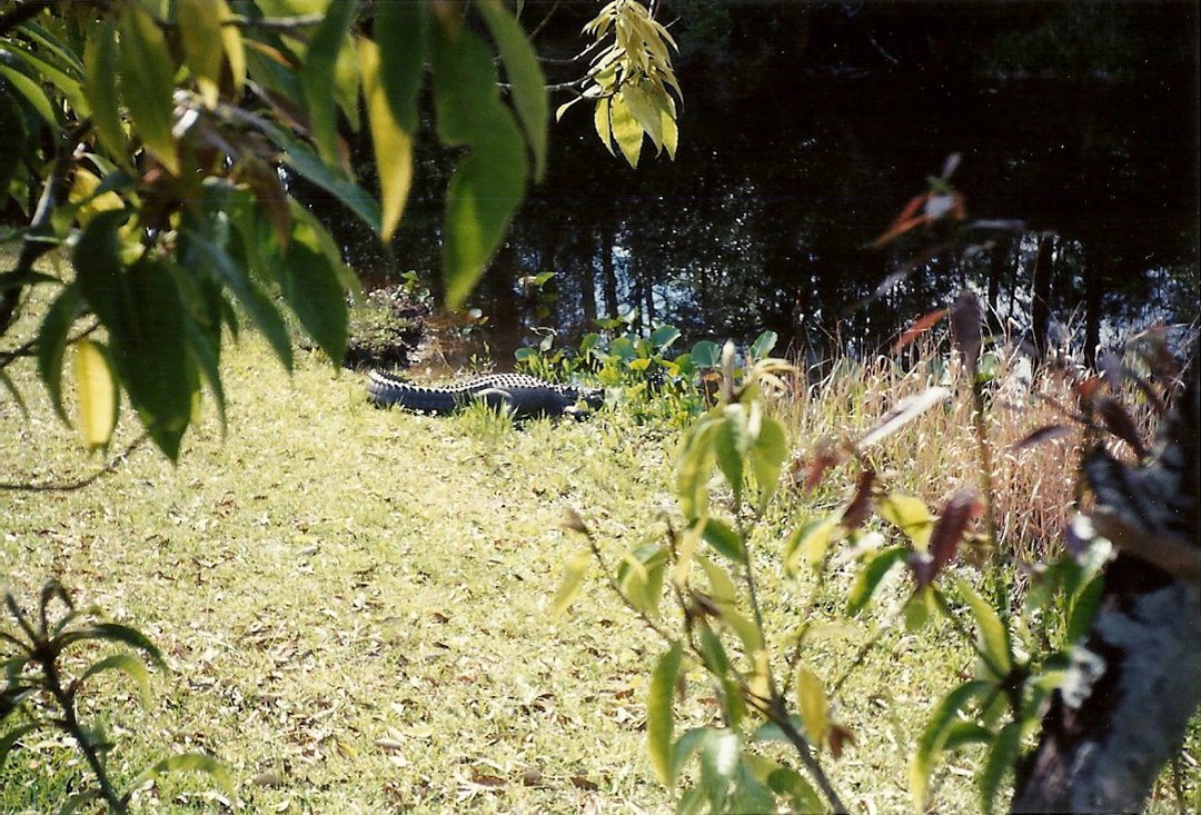 Karla Denney's album, Okefenokee Swamp 2000