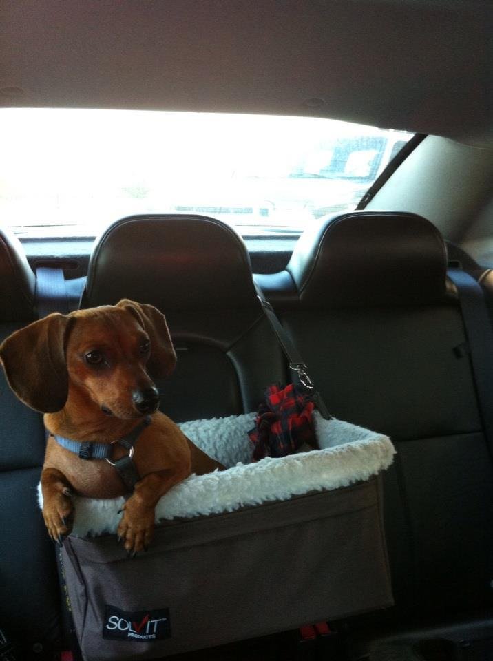 Sharon Martin's album, iOS Photos