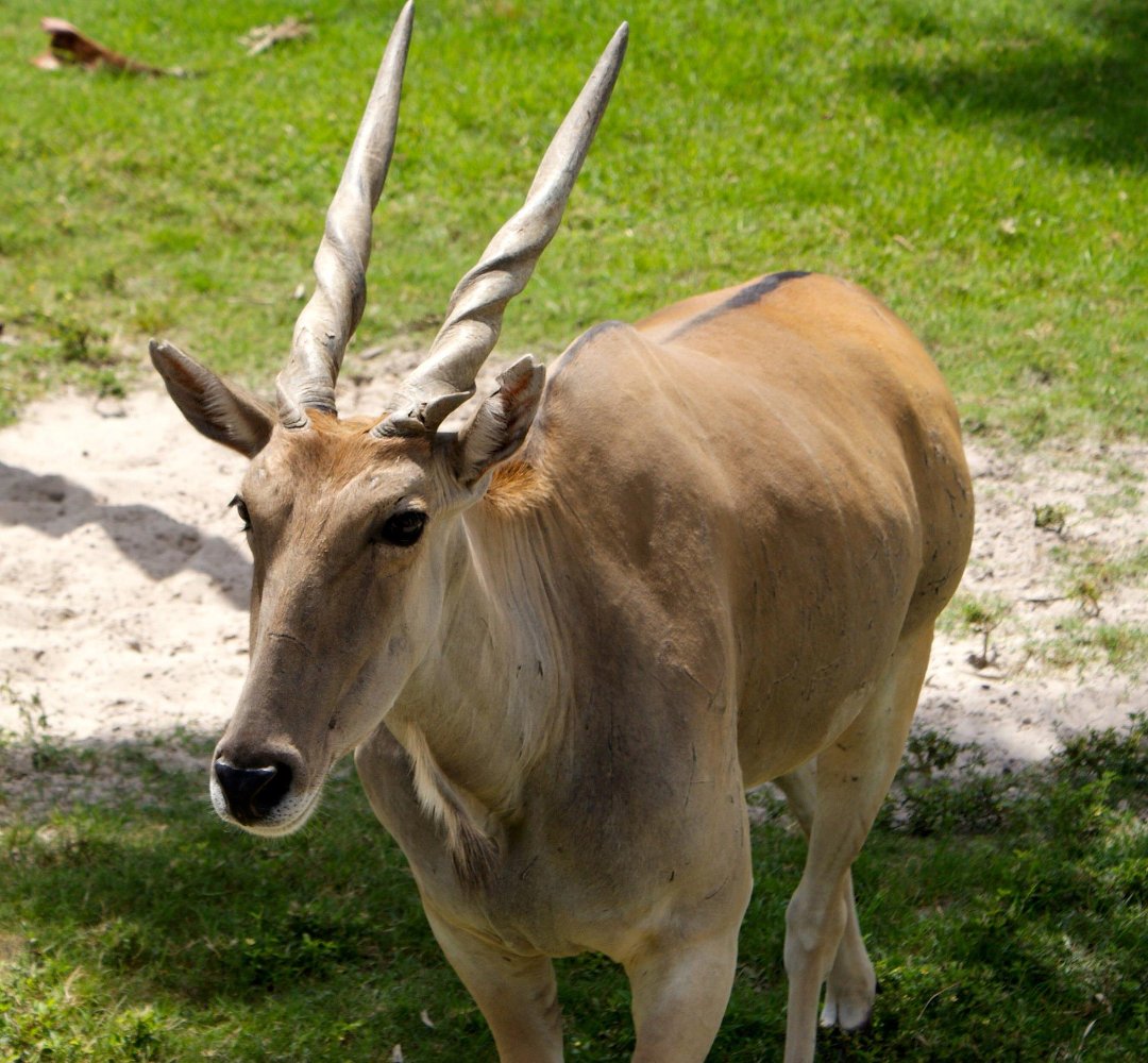 Jon Cluff's album, Busch Gardens Safari