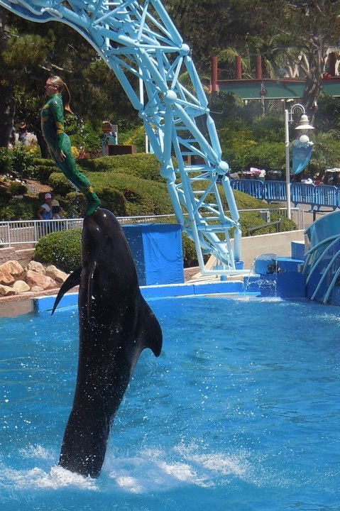 Sonia Lee's album, Sea World San Diego