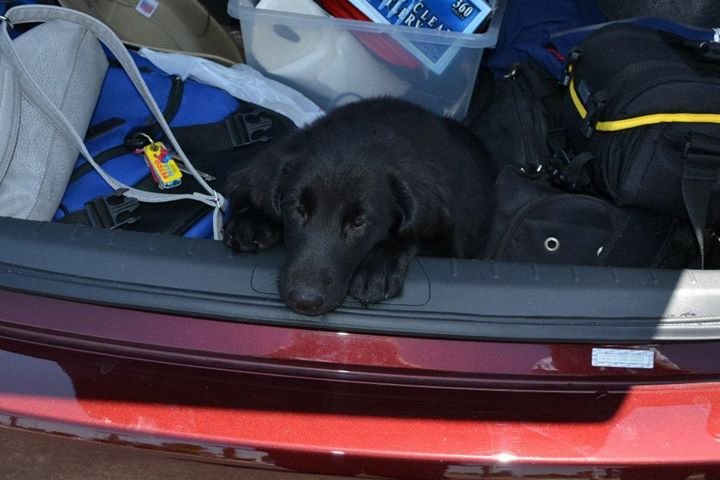 Andrea Goettinger's album, We have a little shadow who goes in and out with me...