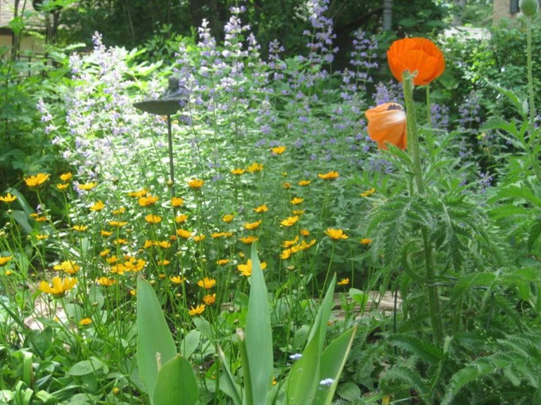George-Patsy Emery's album, Summer gardens....
