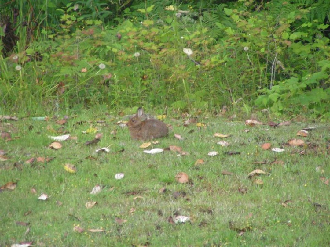 Sharon Worthington's album, critters in our backyard