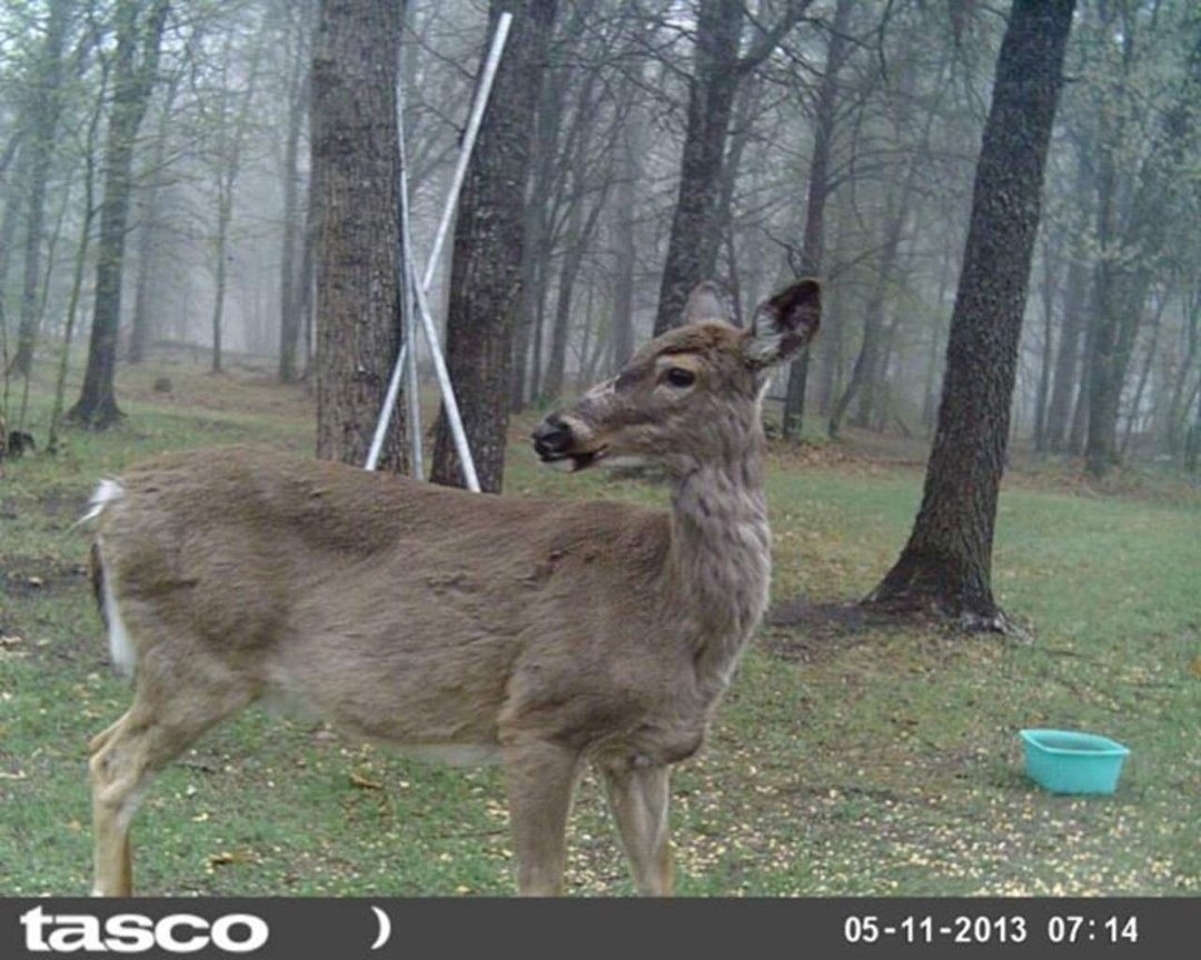Sandra Jobe's album, wildlife in front yard