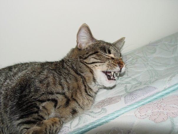 Curtis Lloyd's album, Pets